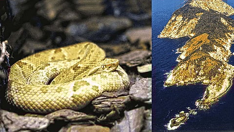 ‘या’ बेटावर आहे सापांचे राज्य!