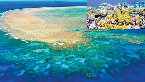 ‘ग्रेट बॅरियर रीफ’च्या रक्षणाबाबत ‘युनेस्को’ला आशा