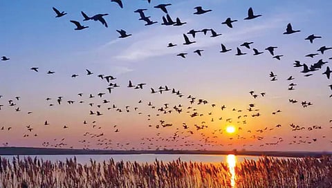 गरजेनुसार मेंदूतील ‘जीपीएस’ उघडतात पक्षी!