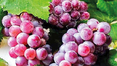 रुबी रोमन द्राक्षे   