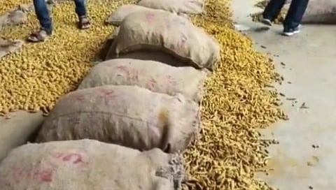 हिंगोली : वसमतच्या मोंढ्यात हळदीला सोन्याचा भाव, बीटामध्ये दर ३० हजारांवर पोहचला