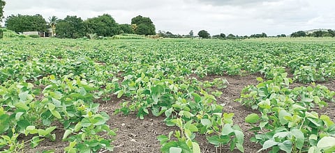 अहमदनगर : खरीप ’मातीत’ तर रब्बीवर दुष्काळाचे ’मळभ’