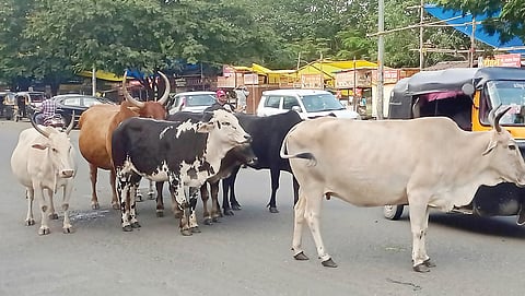 नवी सांगवीत रस्त्यावर जनावरे ‘मोकाट’