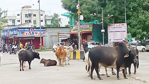 नवी सांगवीतील रस्त्यावरच मोकाट जनावरांचा ठिय्या