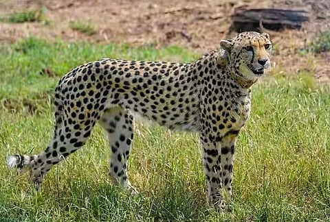 Female Cheetah Nirva : ‘कुनो पार्क’मधील बेपत्ता मादी चित्ता अखेर 22 दिवसांनी सापडली!