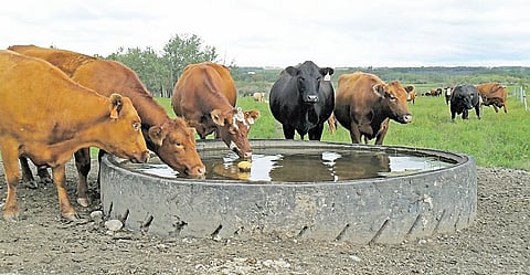 माणसे कशीही जगतील; मात्र जनावरांचे काय?