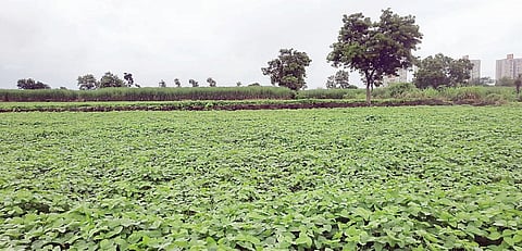 मावळ तालुक्यात खरीप पिके जोमात