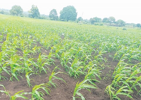 पाऊस नसल्याने खरीप पिके धोक्यात; कोळगावात दुष्काळाचे सावट