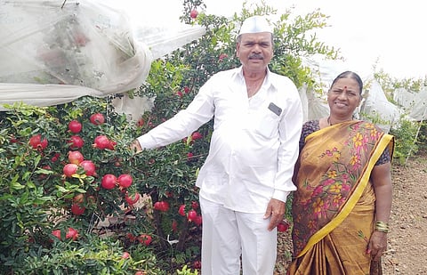 दिव्याच्या डाळिंबाची मुंबईच्या बाजारात लाली