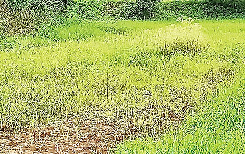 पावसाअभावी शेतकरी चिंतातुर; हवेली तालुक्यातील चित्र