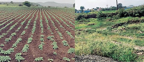 आंबेगाव तालुक्यात दुष्काळ जाहीर करा; जनावरांच्या चारा-पाण्याचा प्रश्न गंभीर