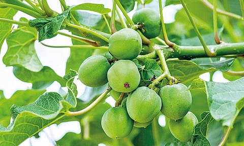 जेट्रोफा, एरंडाला जैवइंधन पीक म्हणून आल्या मर्यादा