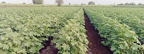 पुणे जिल्ह्यात 1 हजार 451 हेक्टरवर कापसाची लागवड