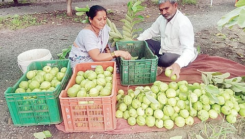 दिवेतील झेंडेंच्या सरदार पेरूची चवच न्यारी