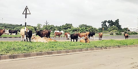 सोलापूर महामार्गावरील कुरकुंभ ठरतेय मृत्यूचे ठिकाण