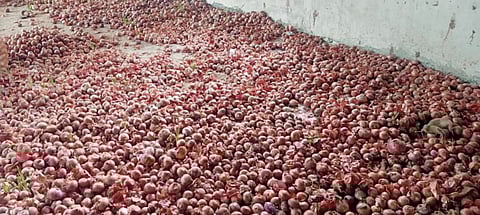 पुणे : शिवगंगा खोर्‍यातील कांदा उत्पादक अडचणीत