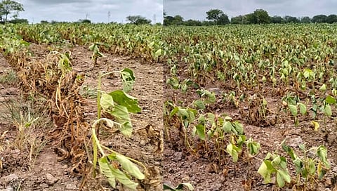 सोयाबीन करपू लागले   