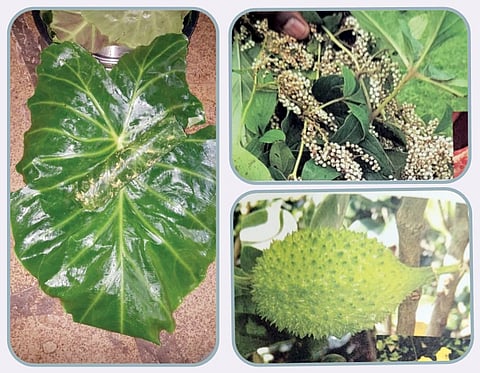 पौष्टिक, रुचकर रानभाज्यांना वाढती मागणी; विविध आजारांवर उपयुक्त