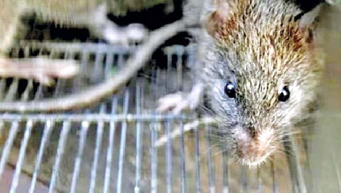 रेल्वेने 156 उंदीर पकडण्यासाठी तीन वर्षांत खर्च केले 69 लाख