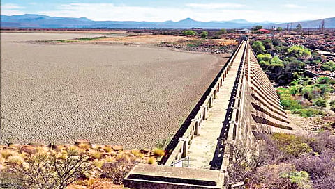 धरणांच्या गाळपेर क्षेत्रात चारा लागवड