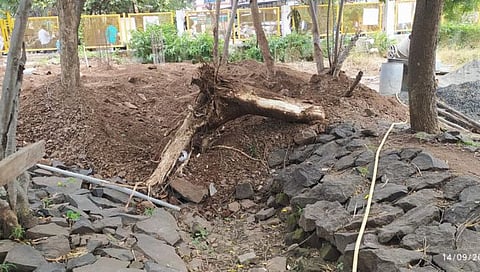 Nashik News : अवैध वृक्षतोड प्रकरणी ३ लाखांचा दंड; शिक्षण संस्था, बांधकाम व्यावसायिकावर कारवाई 