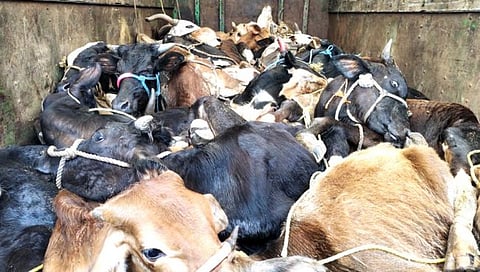 नाशिक क्राईम : कत्तलीसाठी घेऊन जाणाऱ्या २६ जनावरांची सुटका