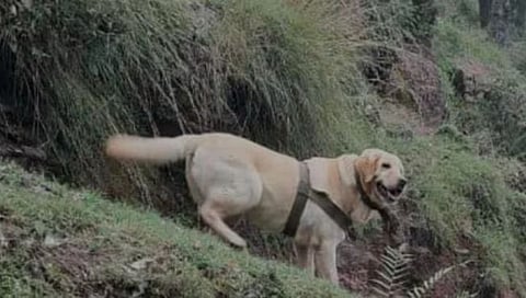 Indian Army Dog Kent प्राणाहुती देत ‘केंट’ ने वाचविले दोन जवानांचे जीव: लष्कराच्या ८ ऑपरेशन्समध्ये होता सहभाग
