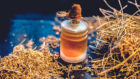 Active Brain & Sharp Memory : मेंदू ॲक्टिव्ह करून स्मरणशक्ती वाढवायची आहे का? या वनस्पतीबद्दल वाचा