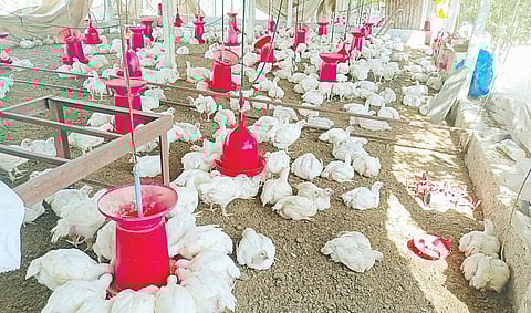 Baramati News : कोंबड्यांनी माना टाकल्या; वाढत्या उन्हाचा परिणाम