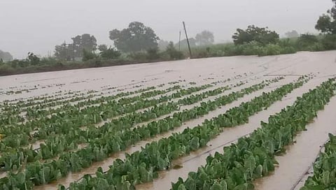 Hingoli Rain: जवळाबाजार परिसरात ढगफुटीसदृश्य पाऊस; शेकडो एकरातील पिकांचे नुकसान
