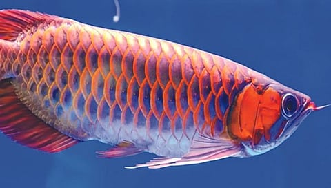 कोट्यवधी रुपयांचा मासा!