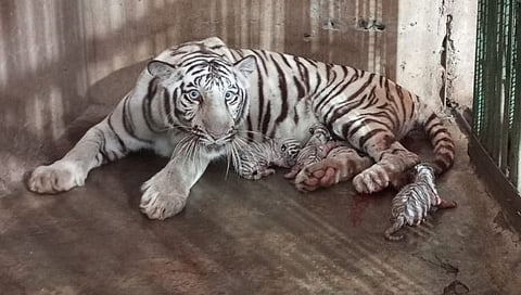 छत्रपती संभाजीनगर : पांढऱ्या वाघिणीने दिला दोन बछड्यांना जन्म