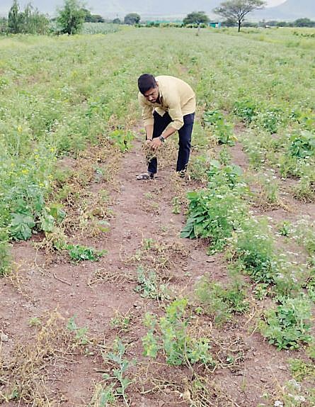 पुरंदरच्या पश्चिम भागावर दुष्काळाची गडद छाया