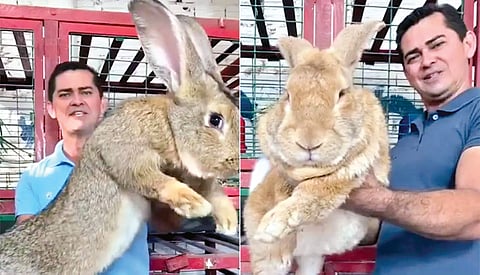 सर्वात मोठा ससा