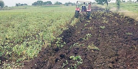 दुर्दैवी ! पावसाअभावी 4 एकर सोयाबीनवर फिरविला नांगर ; कर्जामुळे खचला तरुण शेतकरी 
