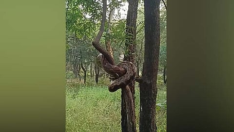 चंद्रपूर: चांदापूर येथे आढळला १४ फूट लांबीचा अजगर