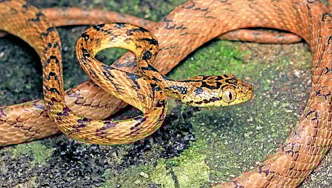 Raigad News :  मांजर्‍या सापाचे अस्तित्व सह्याद्रीमध्ये अबाधित