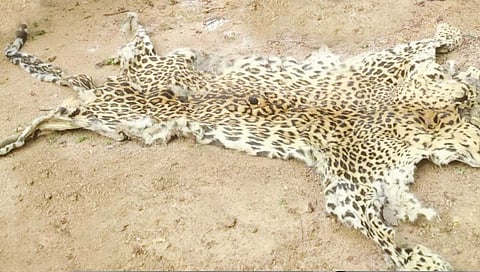 कराड : वन्यजीवांच्या अवयवांसह बिबट्याचे कातडे जप्त