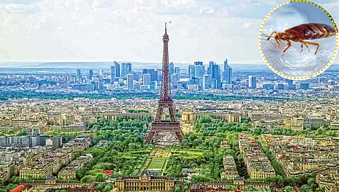 रोमँटिक शहर पॅरिसमध्ये ढेकणांनी मांडला उच्छाद!