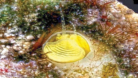 पिवळ्या गोगलगायीच्या नव्या प्रजातीचा शोध