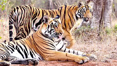 गेल्या नऊ महिन्यांत देशभर तब्बल 146 वाघांचा बळी