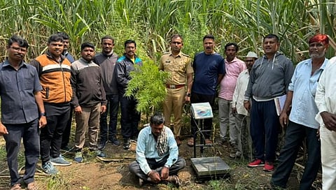 सांगली : करजगीत ७ लाखाचा गांजा जप्त; शेतकऱ्याला अटक