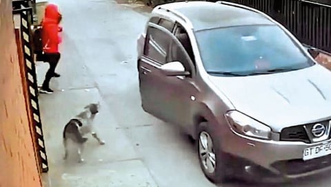 भन्नाटच! कुत्र्याने वाचविला मुलीचा जीव!