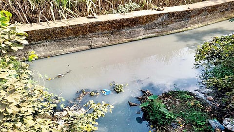 ‘दालमिया’च्या रासायनिक पाण्यामुळे शेकडो एकर शेती धोक्यात!