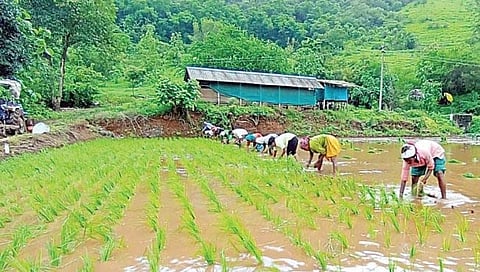 रायगडमध्ये ३० भात खरेदी केंद्र सुरु होणार