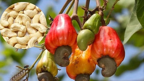 चंदगडला काजू मंडळाचे विभागीय कार्यालय