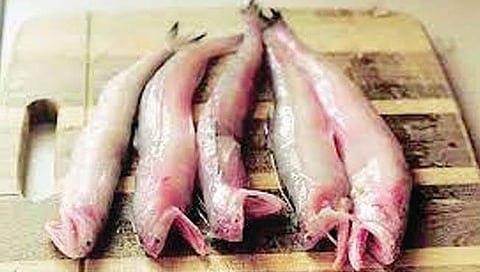 प्रदूषणामुळे ५० मत्स्यजाती नामशेष