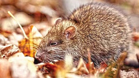 असाही जीव, ज्याच्यासाठी पाणी म्हणजे विष!