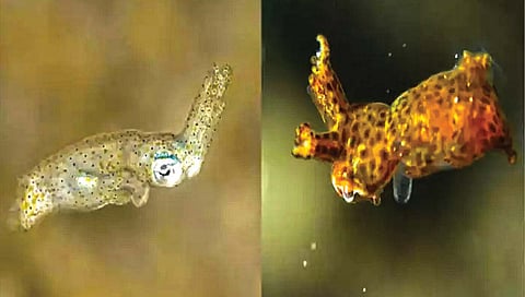 स्क्विडच्या दोन नव्या प्रजातींचा शोध