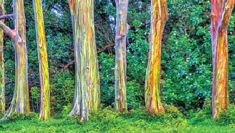 इंद्रधनुष्यात न्हाऊन निघणारे झाड!